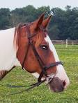 Riding horses for sale in Pennsylvania
