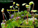 Bryophyte Reproductive Cycle