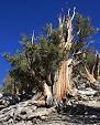 Pine - Wikipedia, the free encyclopedia