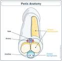 HowStuffWorks "The History of Viagra"