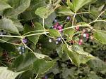 <b>Vitaceae</b> Ampelopsis cordata