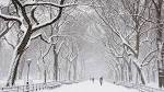 Snow Covered Trees, Central .