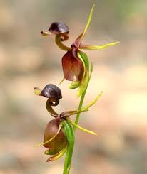 أزهار البطة الطائرة “Flying Duck Orchid Images?q=tbn:ANd9GcSetAsiZT8f07dtlOKcUVfSHyYXm0uIrDy26eV6wDkqQhn04LYi