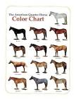 Quarter Horse Pictures: Your Best Site for Horses and Horse Lovers.