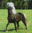 Gaited Horses | HorseSense 4U