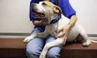 7 inspiring stories of stray dogs saving perfect strangers - The Week