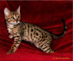 Bengal Kitten von Claudia Rohner - 992632