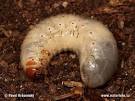 Larva