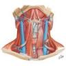 Infrahyoid Muscles - Netter Medical Illustrations