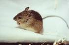 Prebles meadow jumping mouse - via Daymix
