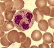 220px-Neutrophil2.jpg