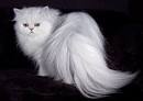 Top 10 Most Expensive Cat Best Cat Breeds   Popular cat breed