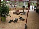 Cat Run