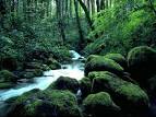 Forest Creeks Free Screensaver - Look at your desktop and see the ...