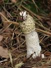 Stinkhorn (Phallus impudicus). Stinkhorns grow in rotting wood and develop - via Daymix