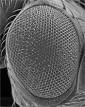 compound eye