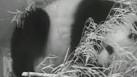 Giant panda cub born Sept. 16 at National Zoo dies - Boston News ...