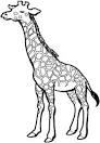Giraffe coloring page