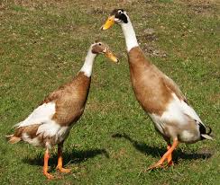 quack Runner-ducks