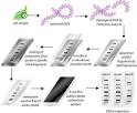 The Science Creative Quarterly » DNA FINGERPRINTING IN THE ...