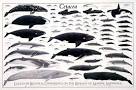 Cetacea Poster