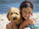 Labradoodle, Labradoodles