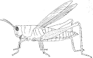 grasshopper dissection