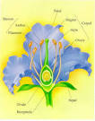 Plant Reproduction and Diversity