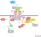 epinephrine signaling pathway via adrenergic receptor beta - Rat ...