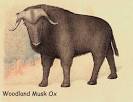 ISGS - Ice Age Image Gallery - Woodland Musk Ox