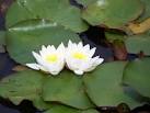 Water lilies, Eyeworth Pond - via Daymix