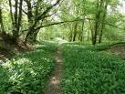 TQ0832 : Wild garlic borders - via Daymix
