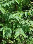 File:Starr 070321-5915 <b>Trema</b>
