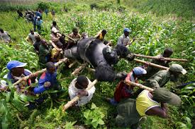 gorilas en el Congo