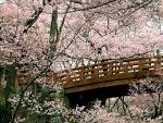 http://4.bp.blogspot.com/-0Up-cXTTy4I/T2zPSwXWR2I/AAAAAAAACUA/VENQnVQq9Ok/s1600/Sakura%252Band%252Bcherry%252Bblossom.jpg