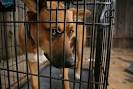 Animal Shelters | PETA.