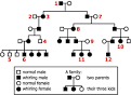 <b>pedigree</b>
