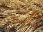 fur pronunciation