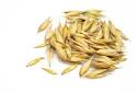 How to Grow Oats | Backyard Gardening Blog