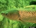 Texas Invasives
