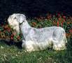 Dog Breeds starting with the letter c - Cairn Terrier, Canaan Dog ...