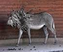 amazing photoshopped animals