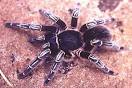 Tarantula Photo Gallery