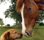 Mormon Mommy Wars » Horses and pride