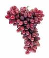 Crimson Seedless Fruit products, buy Crimson Seedless Fruit ...