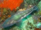 Blue Cod