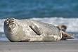 250px-Common_Seal_Phoca_ ...