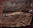 Cretaceous–Tertiary extinction event - Wikipedia, the free ...