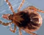 File:<b>Ixodes</b> scapularis.png