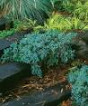 The Only Shrubs You Need to Grow - Fine Gardening Article